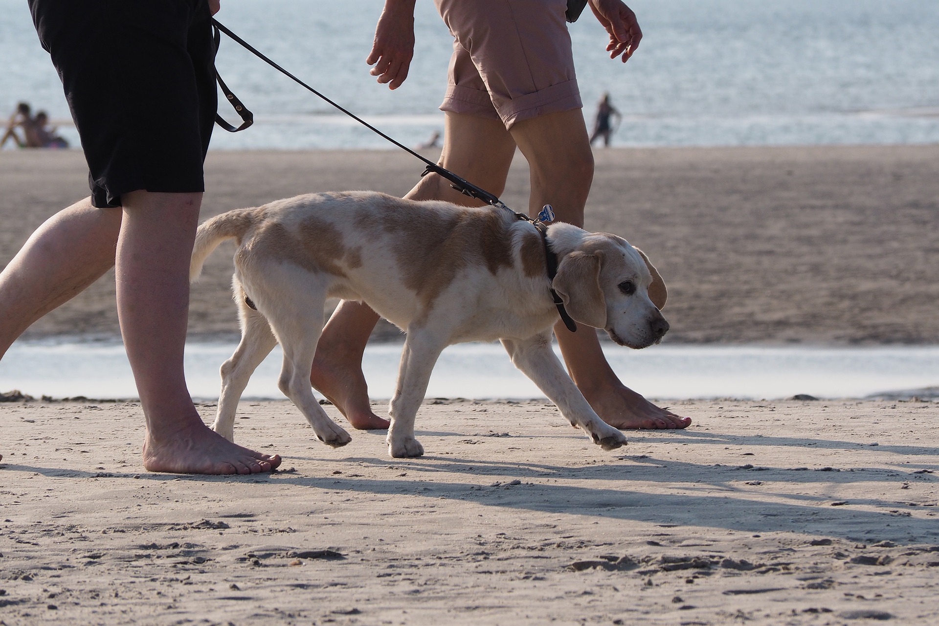 Levar cães em praias de São Sebastião é proibido por lei