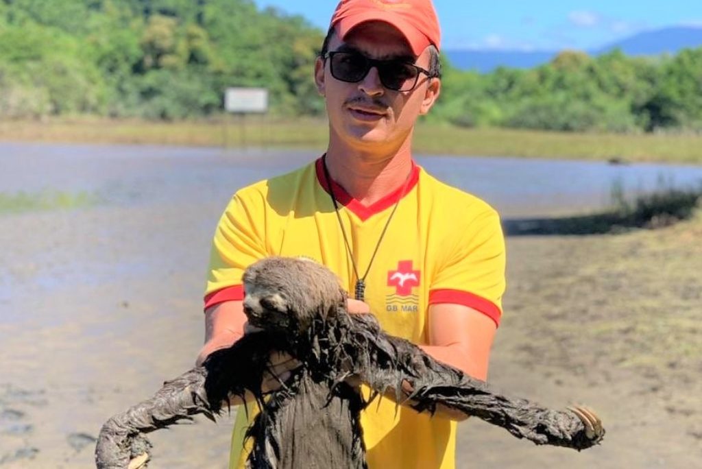 Praia da Juréia: Guarda-Vidas resgata bicho-preguiça atolado na lama