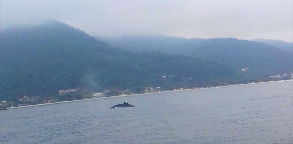 Juquehy: Homem flagra baleia Jubarte no mar de Juquehy