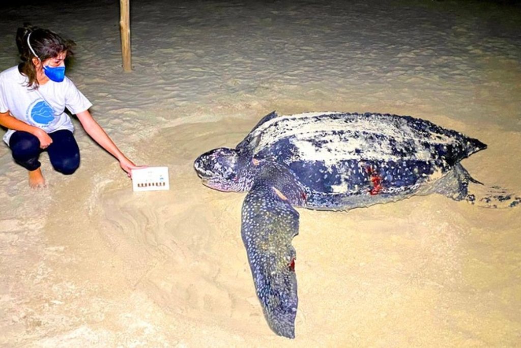 Tartaruga gigante em risco de extinção volta ao Litoral de SP para nova desova