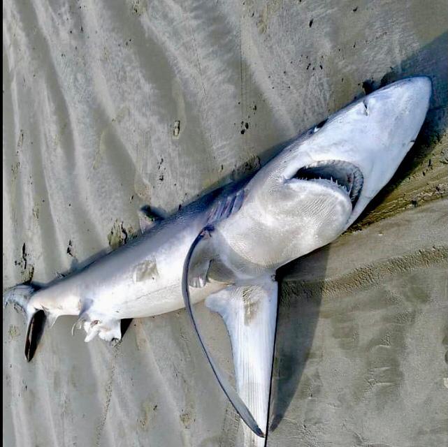 Ubatuba: Tubarão de quase 3 metros é encontrado por banhistas na Praia Dura