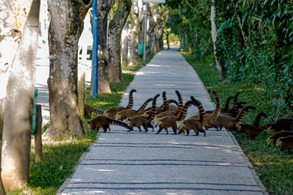 Na Riviera de São Lourenço, turistas encontram quatis, saruês e outros animais andando pelo bairro