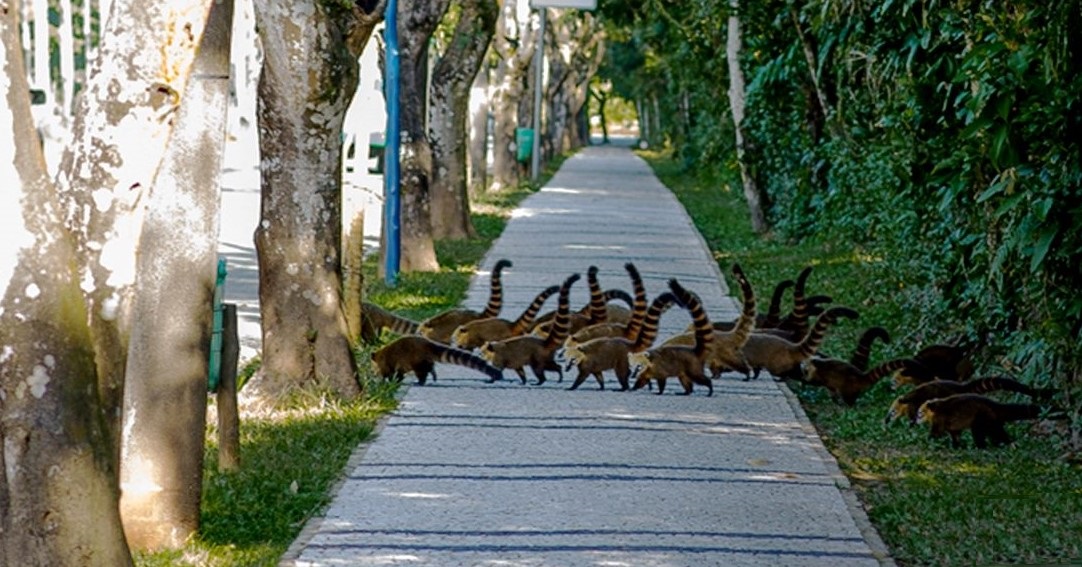 Na Riviera de São Lourenço, turistas encontram quatis, saruês e outros animais andando pelo bairro