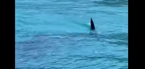Tubarão-baleia, de 10 metros, é visto no mar de Ilhabela; assista ao vídeo