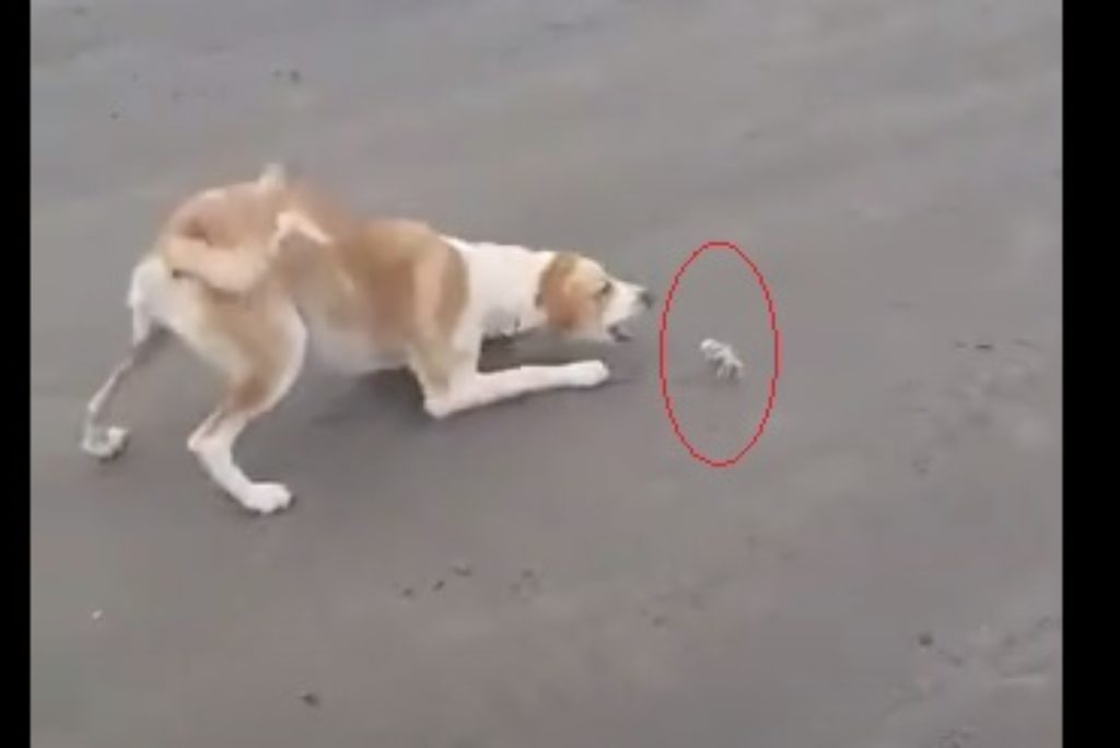 Ubatuba: Vídeo de cachorro e caranguejo maria-farinha “brincando” na areia viraliza; assista