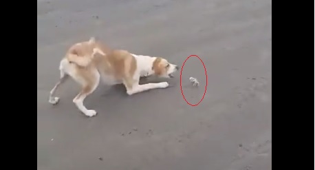 Ubatuba: Vídeo de cachorro e caranguejo maria-farinha “brincando” na areia viraliza; assista