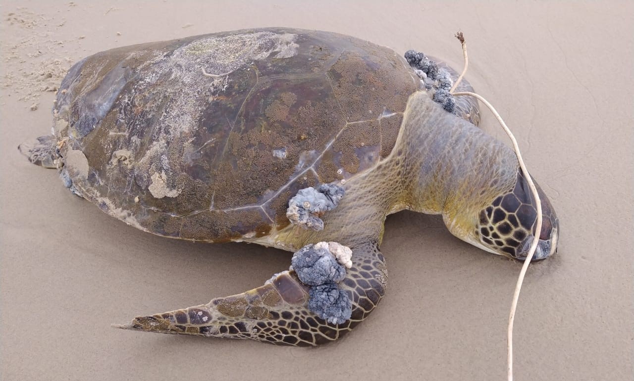 Bertioga: Tartaruga marinha é encontrada morta na praia