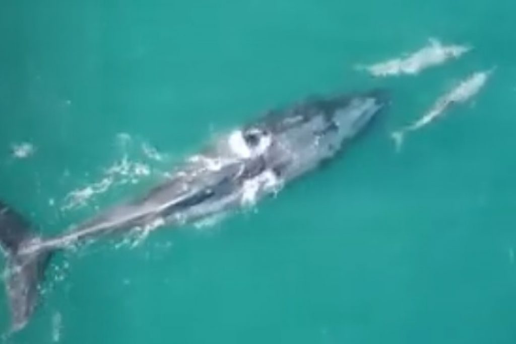 Baleia e golfinhos brincando encantam no mar de Ilhabela; assista ao vídeo