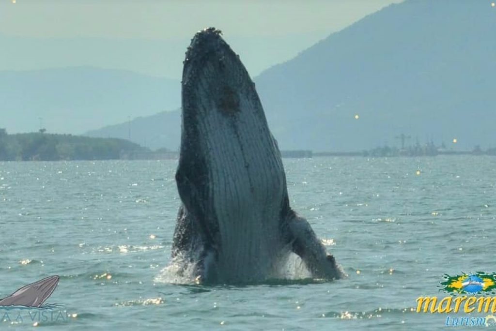 Espetáculo: Vídeo flagra baleia jubarte dando salto no mar de Ilhabela; assista