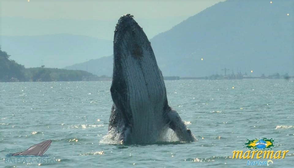 Espetáculo: Vídeo flagra baleia jubarte dando salto no mar de Ilhabela; assista