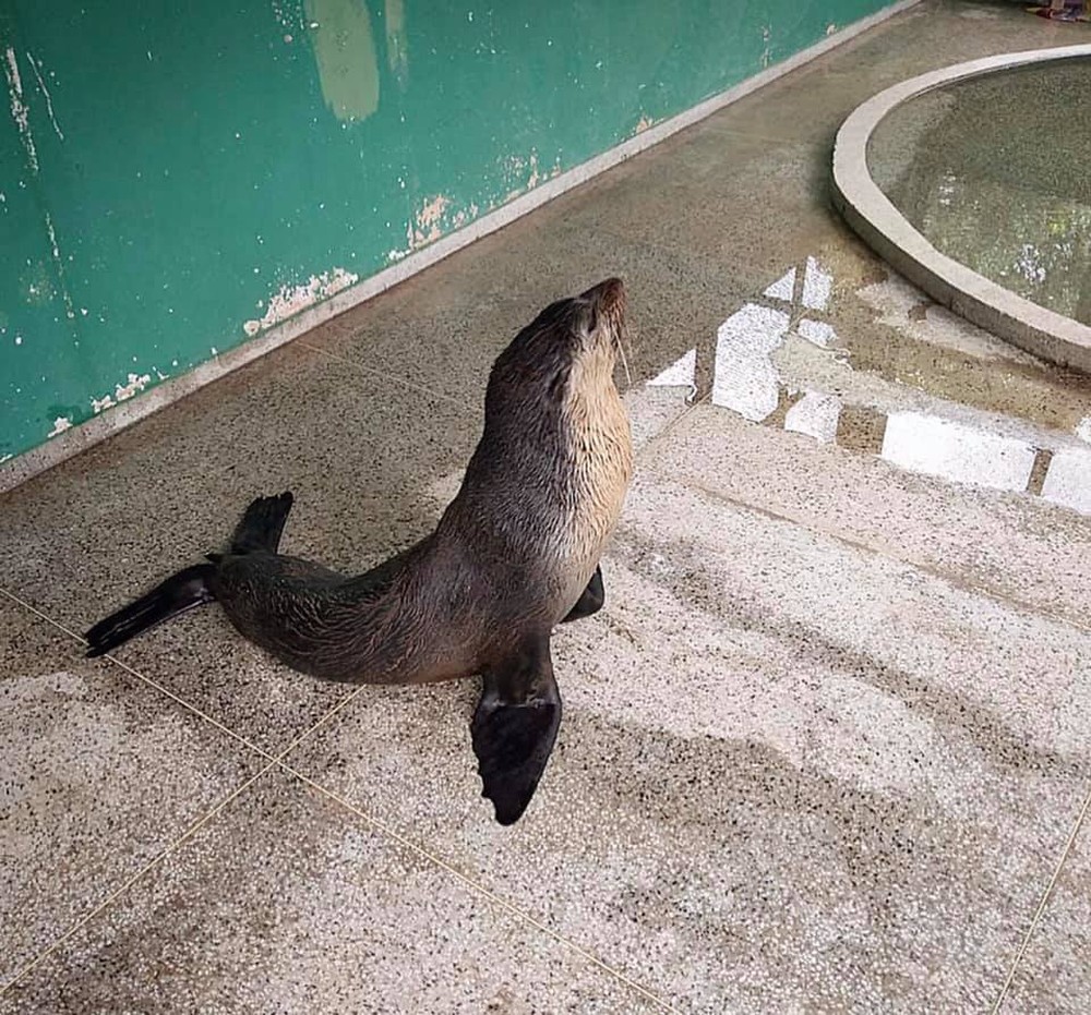 Lobo-marinho resgatado no Maranhão é transferido de avião para tratamento em Ubatuba
