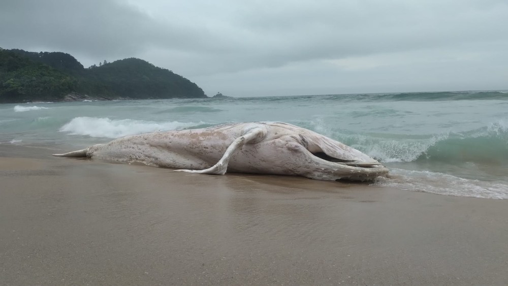 Baleia jubarte em decomposição é encontrada na Praia Vermelha em Ubatuba