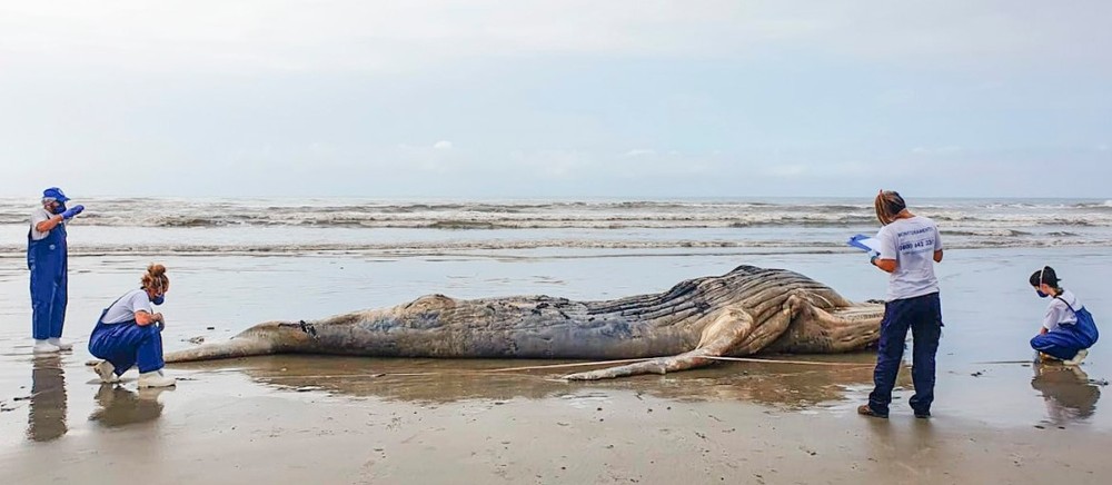 Baleia jubarte de quase 8 metros é encontrada morta na orla de Praia Grande