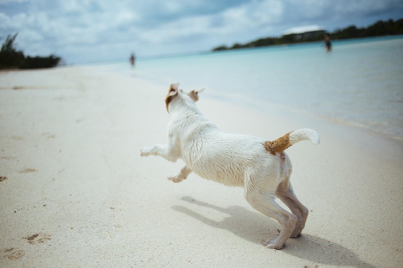 Prefeito sanciona lei que permite cães na faixa de areia das praias de Santos