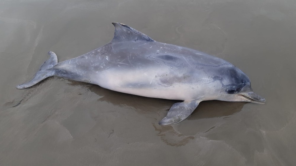 Boto-cinza é encontrado encalhado em praia do litoral de SP