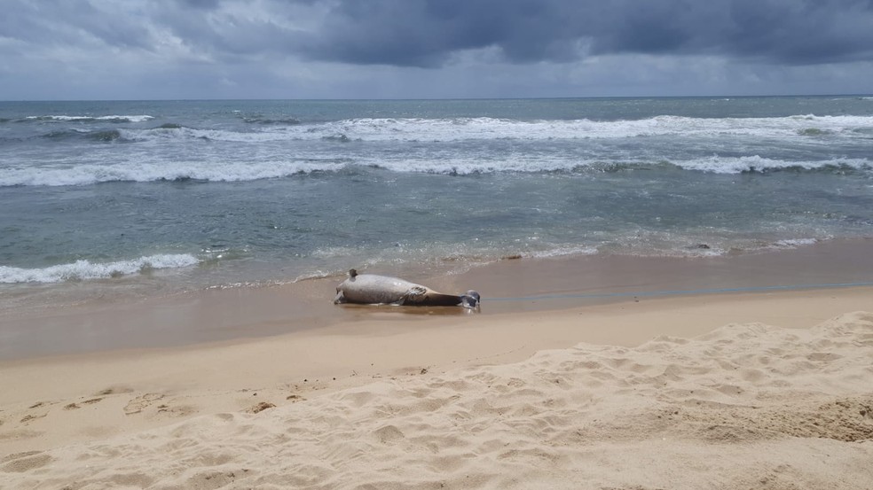 Tartarugas e golfinhos são encontrados mortos no litoral de SC