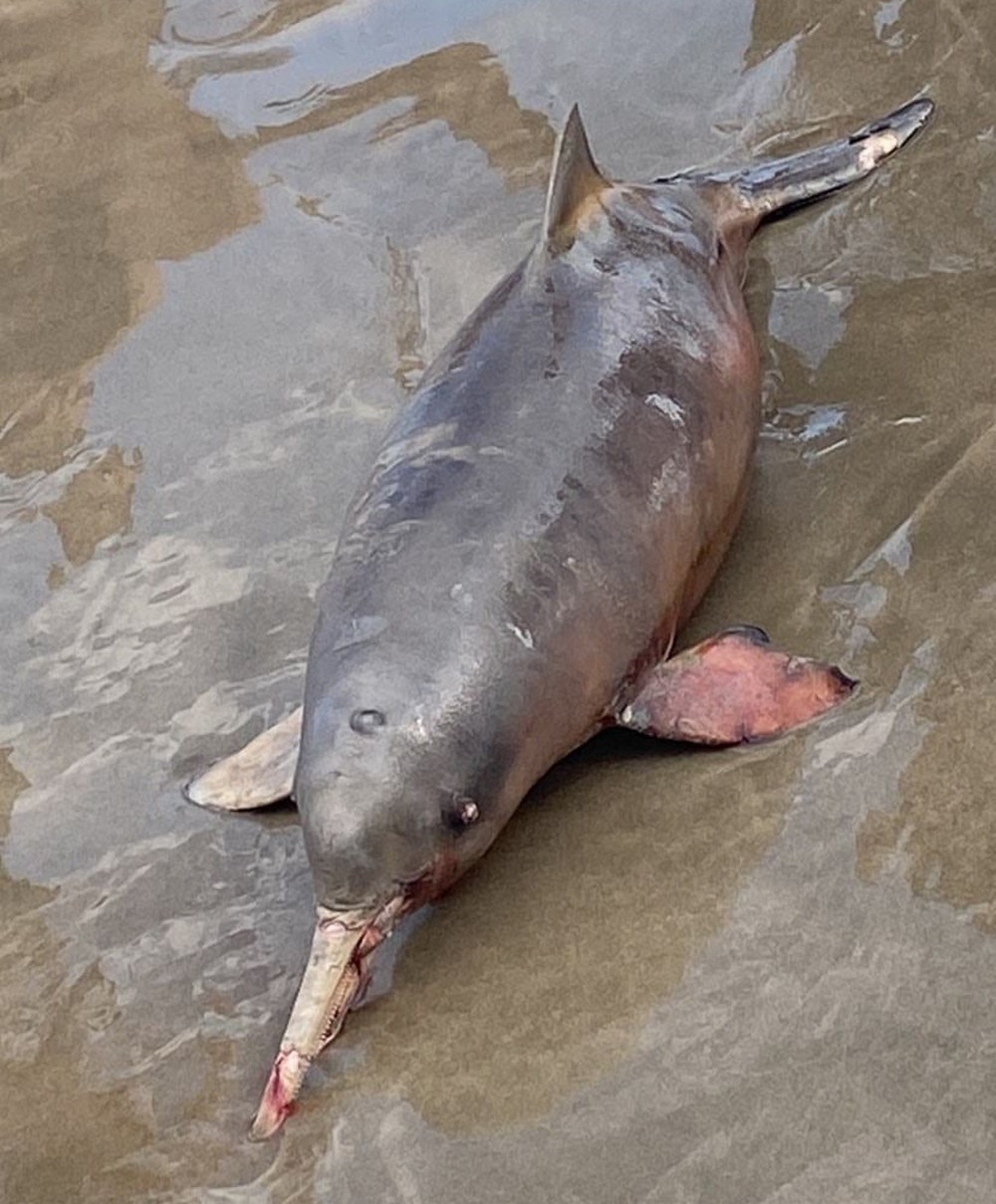 Golfinho é encontrado morto por moradores em praia do litoral de SP