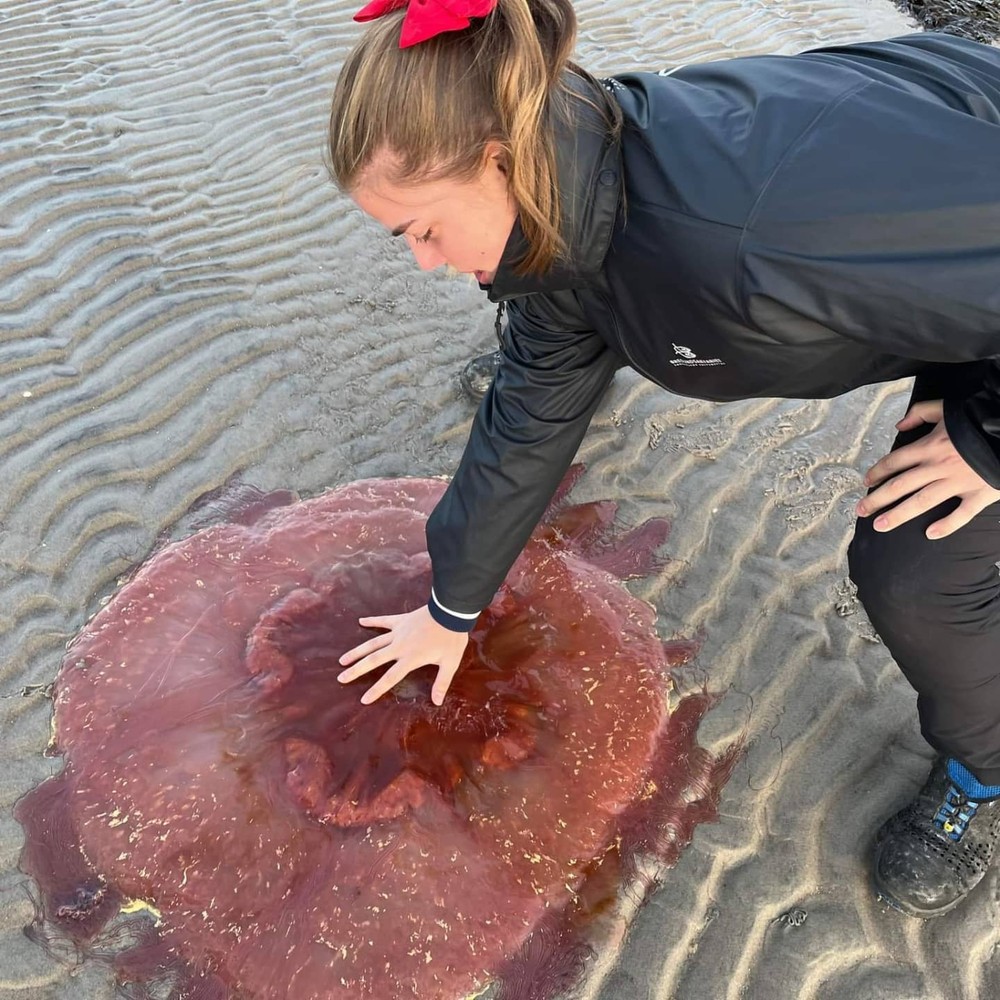 ‘Água-viva’ gigante é encontrada em praia da Dinamarca