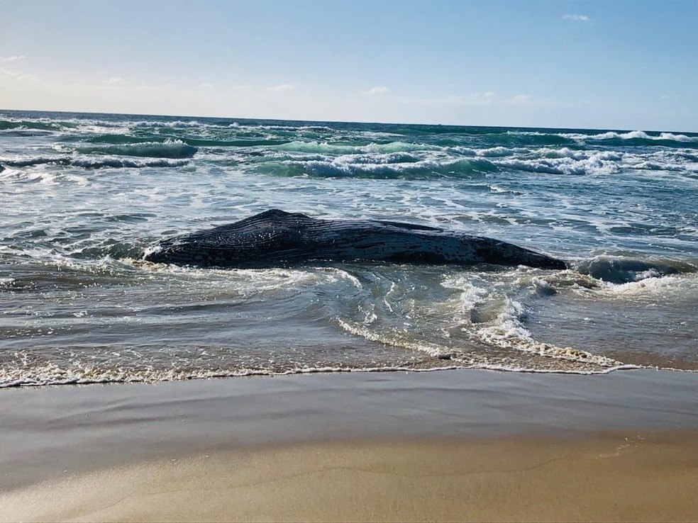 Baleia-jubarte com mais de 10 metros é encontrada morta em praia de Florianópolis
