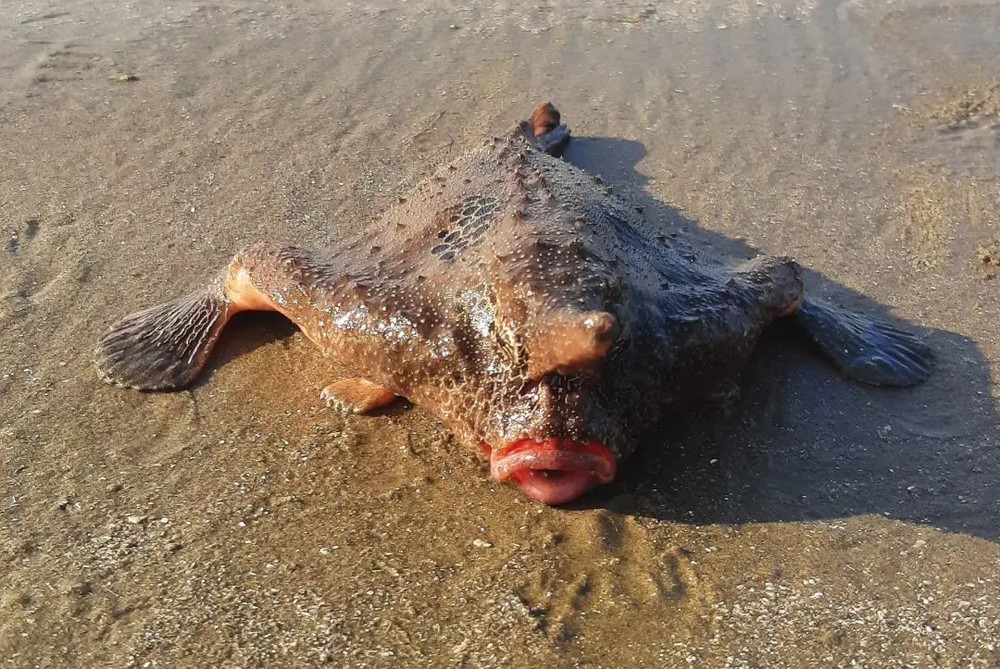 Peixe-morcego é flagrado na Praia Grande e chama atenção de banhistas