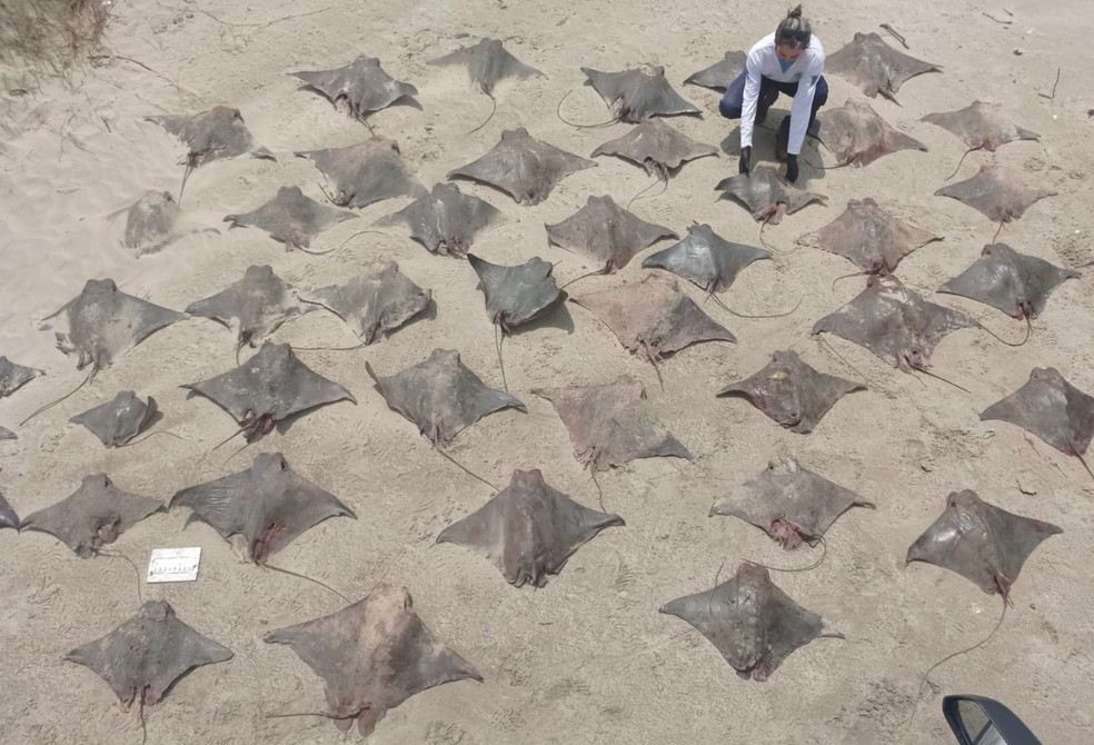 Dezenas de raias e tubarões surgem de forma misteriosa em área de mata no litoral de SP