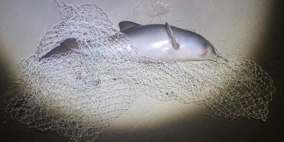 Filhote de golfinho de espécie ameaçada de extinção é resgatado preso em rede de pesca em Guarujá