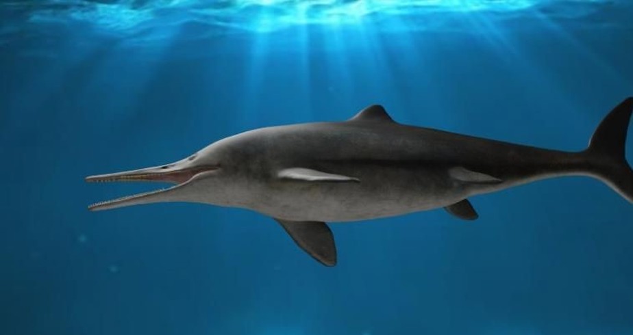 “Super golfinho” feroz e com dentes afiados é descoberto por cientistas