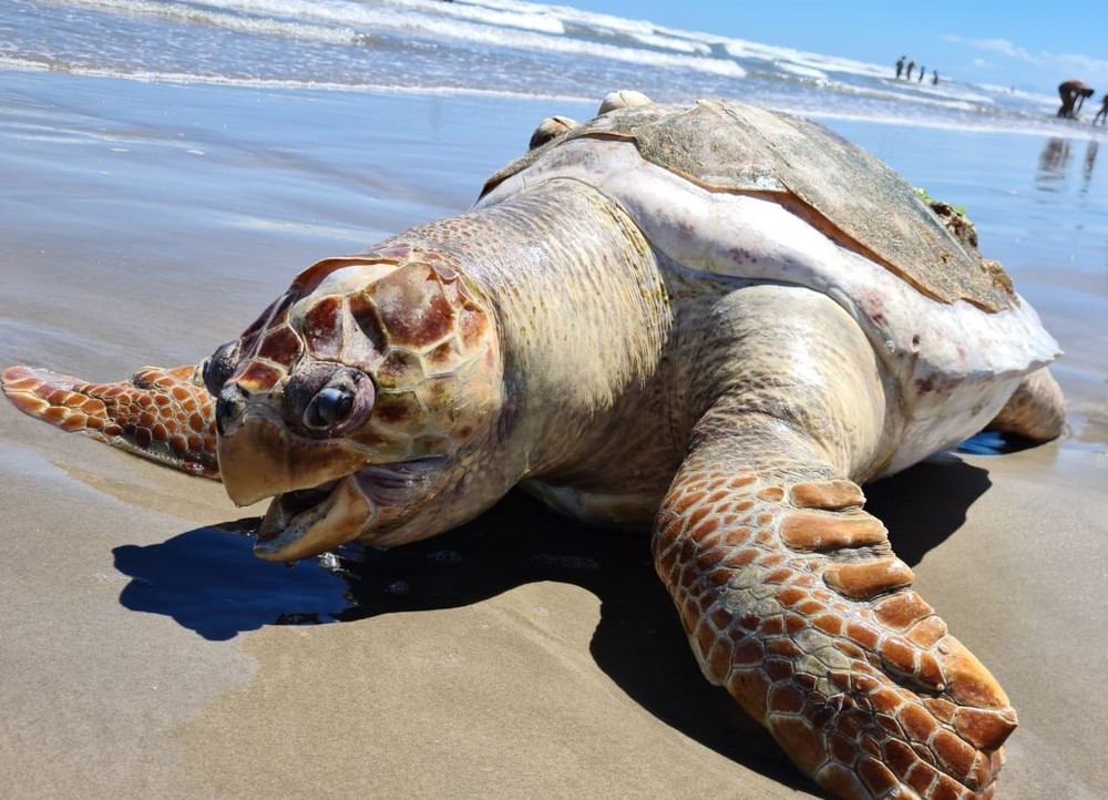 Tartaruga com mais de 65 kg é achada morta em praia do litoral de SP