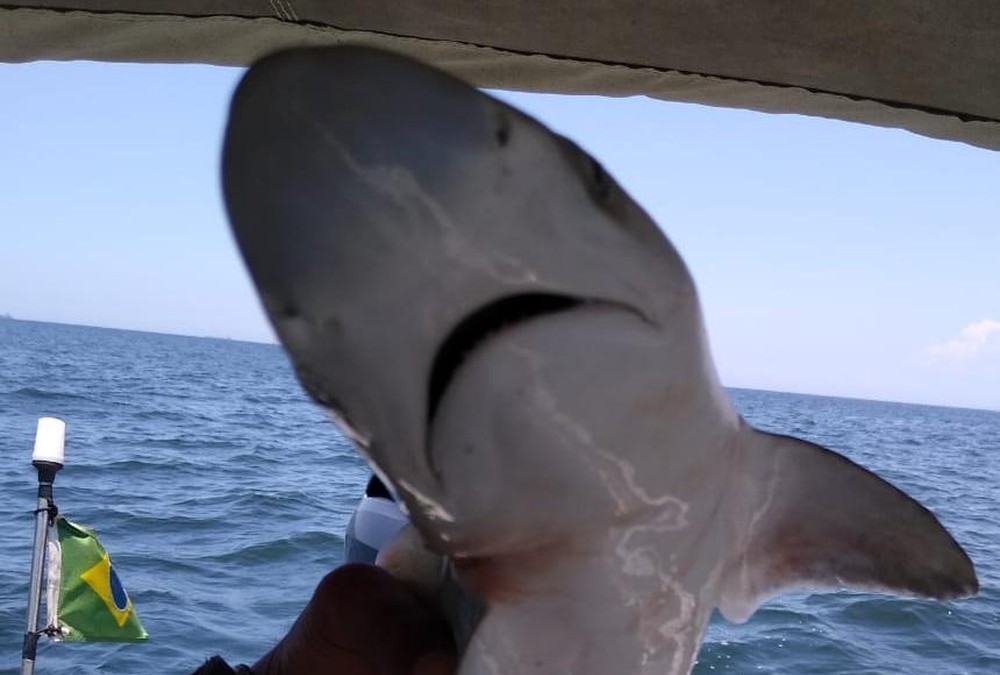 Filhote de tubarão fica preso em rede e é resgatado pela Polícia Ambiental no litoral de SP