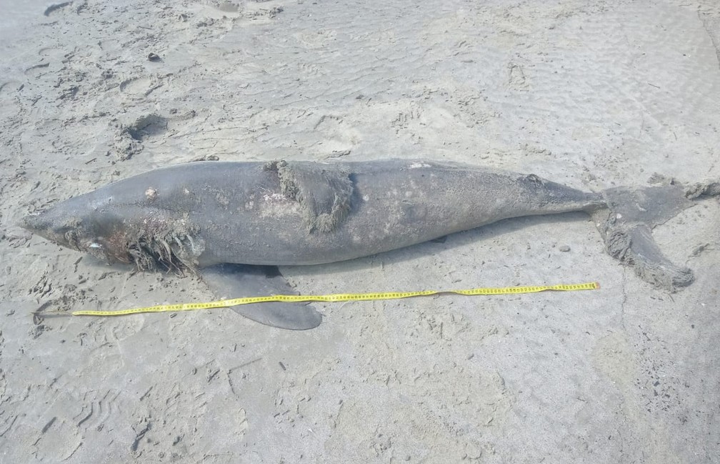 Tubarão-golfinho é encontrado morto na Praia de Ubatumirim em Ubatuba