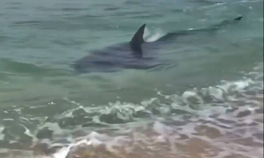 Tubarão é visto próximo à faixa de areia em praia no Rio de Janeiro; veja vídeo