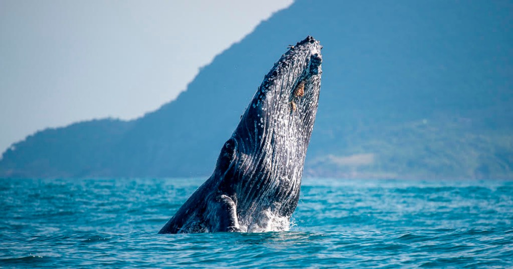 Nunca se viu tantas baleias jubartes no Litoral Norte de São Paulo