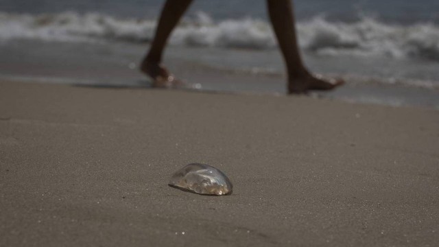Surgimento de águas-vivas na Praia de Copacabana chamam atenção de banhistas