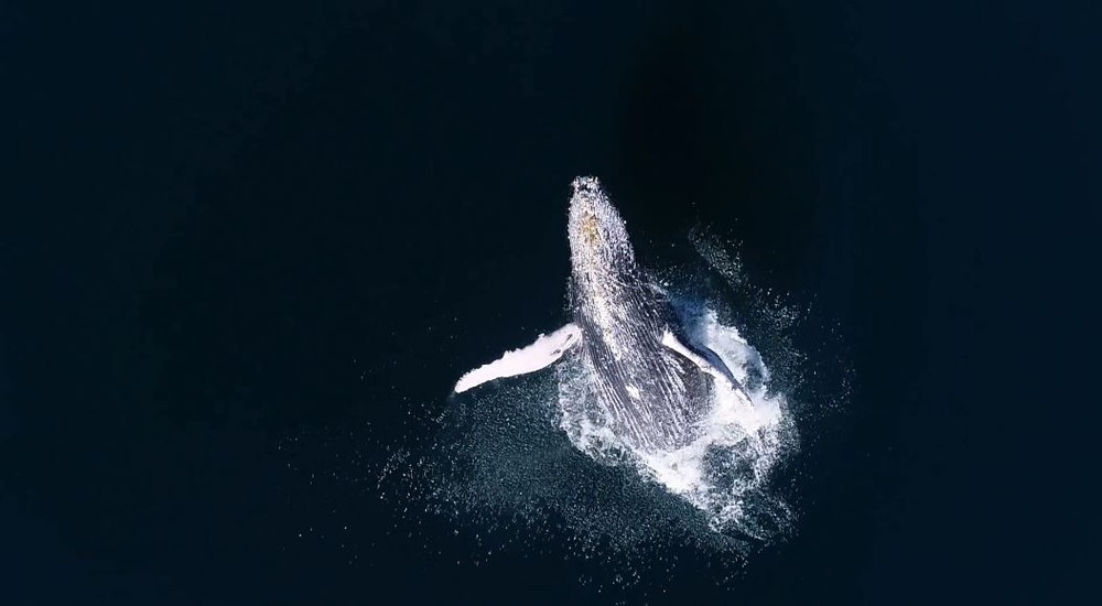 Magras e solitárias: Perfil de baleias jubarte avistadas no Litoral de SP chama atenção de pesquisadores