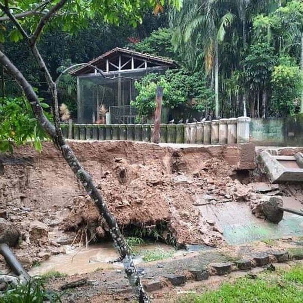 Deslizamento de terra atinge recinto de hipopótamo no Horto de São Vicente