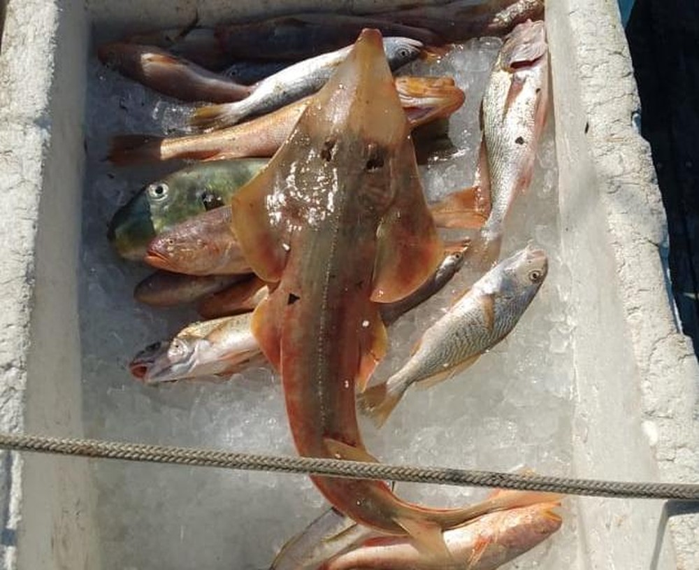 Homem é multado em R$ 2 mil por pescar raia em risco de extinção em Ubatuba