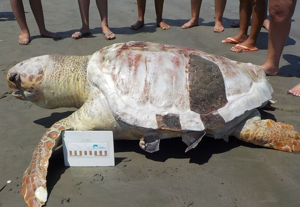 Tartaruga de 81 kg é encontrada morta em praia do litoral de SP