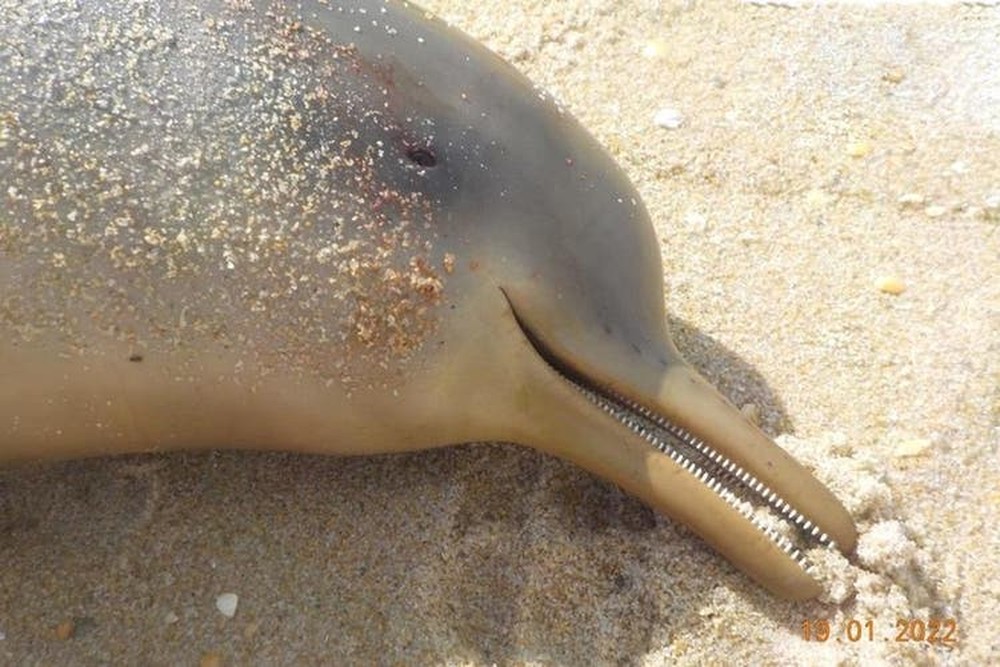 Seis golfinhos de espécie ameaçada de extinção são encontrados mortos em praias de SC