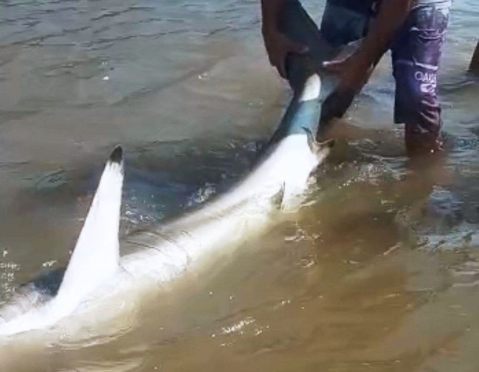 Tubarão invade rio no litoral de SP e banhista tenta resgatar com as mãos: ‘corajoso’; veja o vídeo