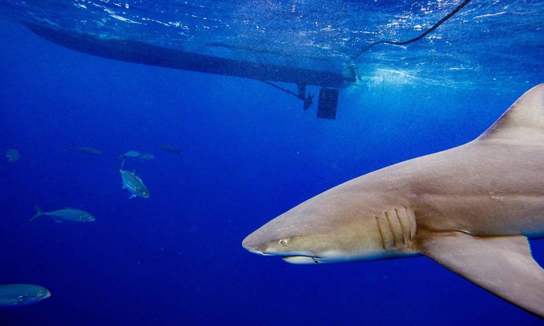 Mulher é mordida por tubarão e escapa com socos na cabeça do animal, nos EUA