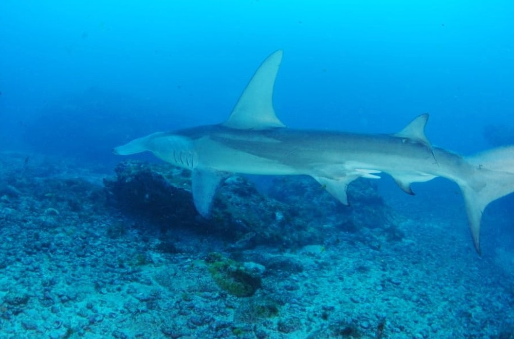 Fotógrafa faz registro raro de tubarão-martelo em Fernando de Noronha