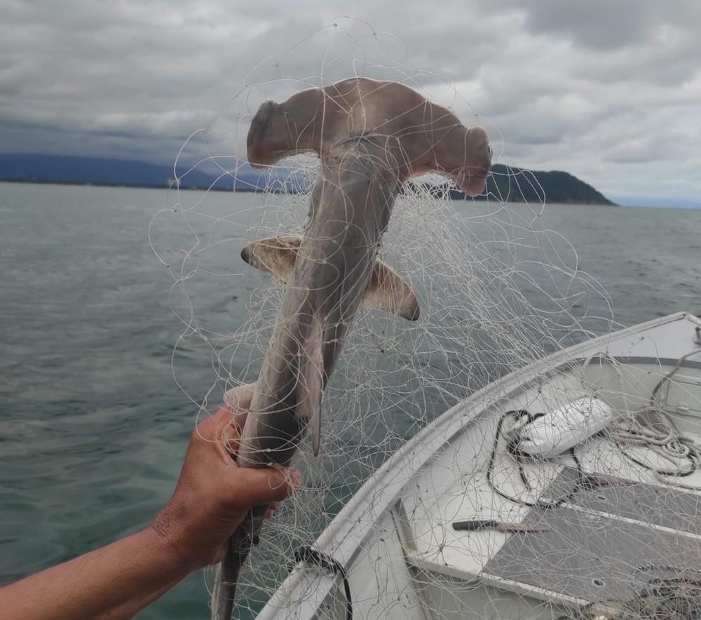 Filhote de tubarão-martelo, espécie em extinção, é encontrado morto enrolado em rede de pesca no litoral de SP