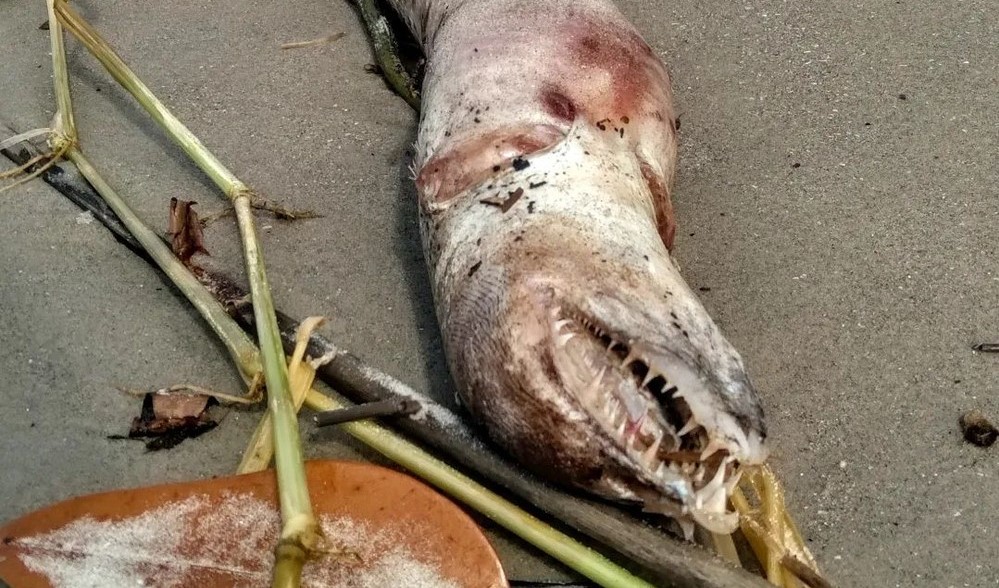 Animal marinho com aspecto de ‘monstro’ aparece em praia de SP e intriga moradores