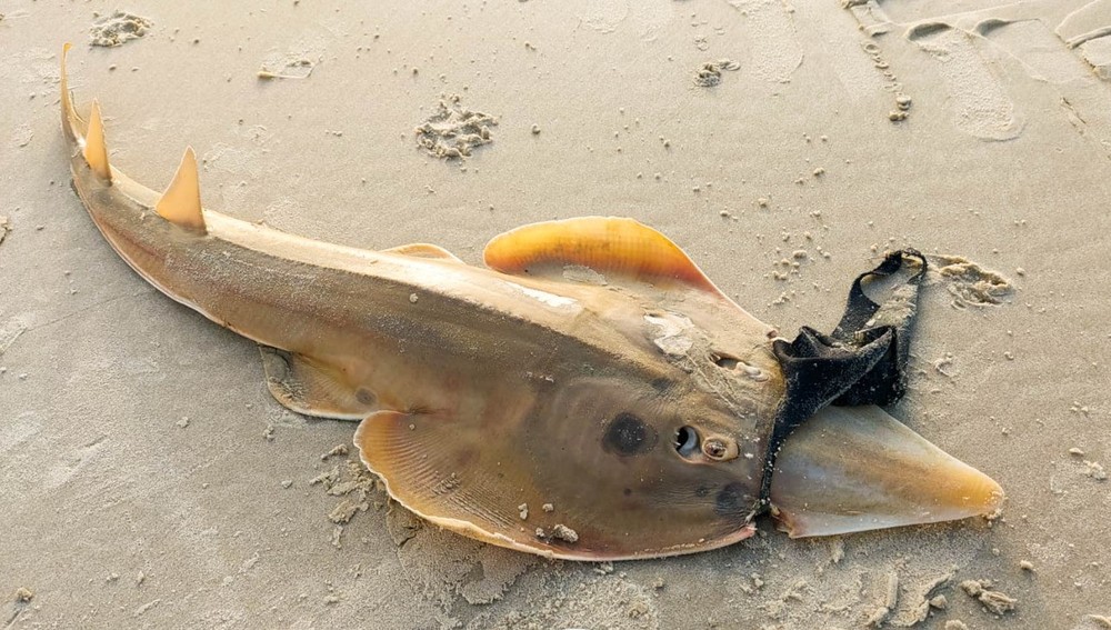 Raia é encontrada morta e presa a máscara facial de pano no litoral de SP