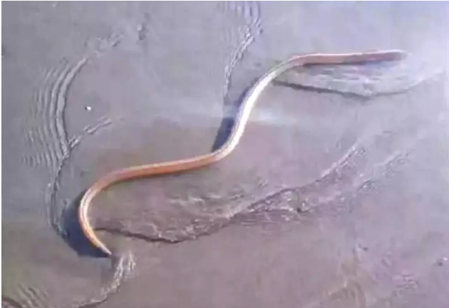 Homem flagra ‘cobra fantasma’ em praia no litoral de SP e intriga moradores