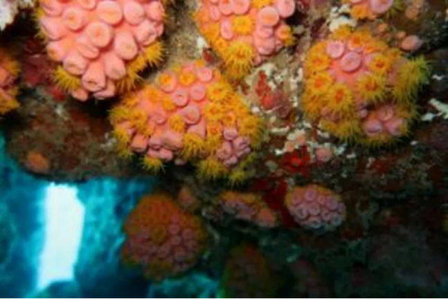 Espécie invasora, coral-sol é encontrado no Litoral Sul de Alagoas