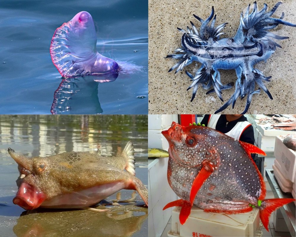 Veja os cinco animais mais ‘esquisitos’ achados no litoral de SP antes de ‘serpente monstruosa’