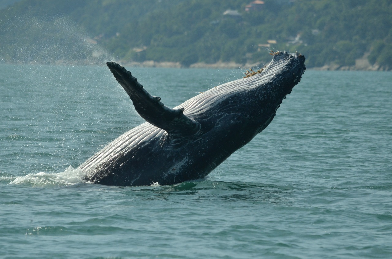Primeira baleia-jubarte da temporada 2022 é avistada no sul de Ilhabela