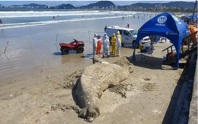 Baleia morta encalha em praia do Guarujá