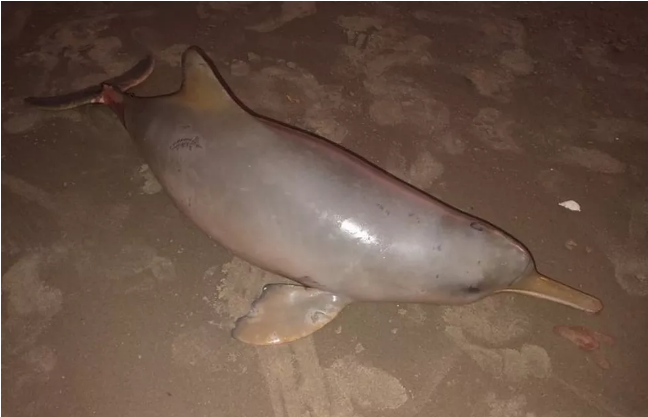 Toninha é encontrada morta com marcas de rede de pesca em Praia Grande
